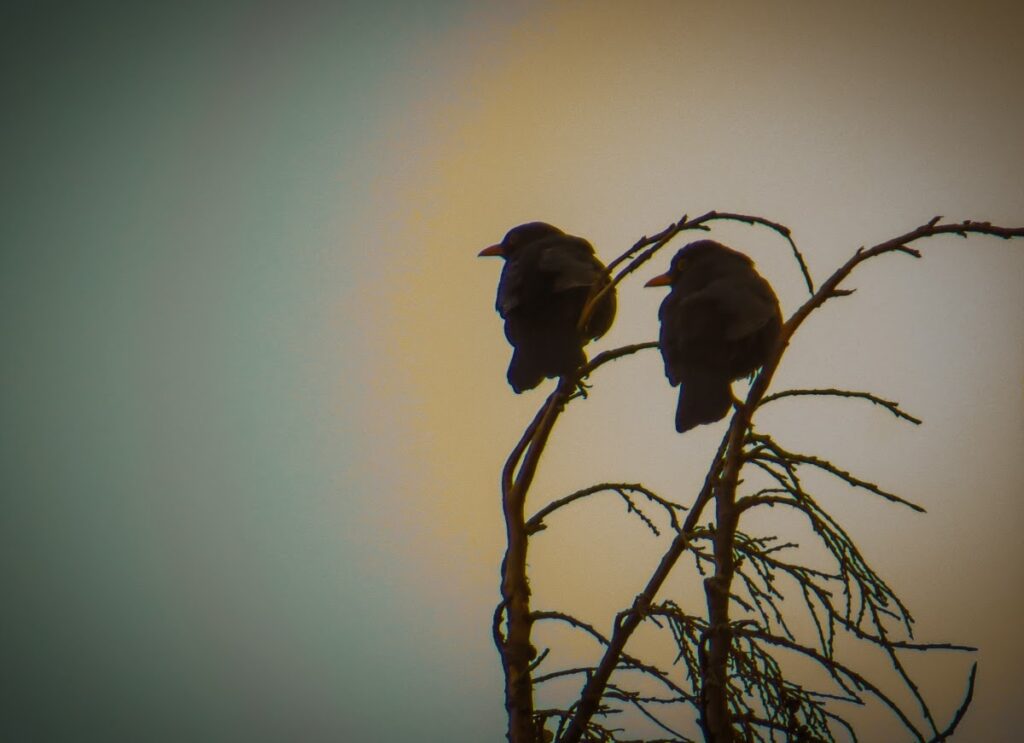 Blackbirds at the Shropshire campsite